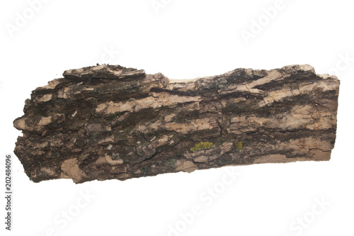 tree bark isolated on white background