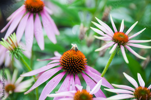 Honey bee on pink cone flowers in summer.