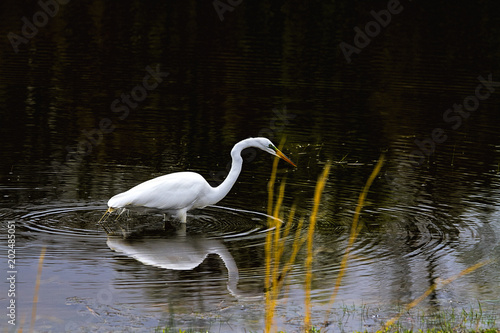 Reflection of great egret wading in the wetlands waters in search of fish