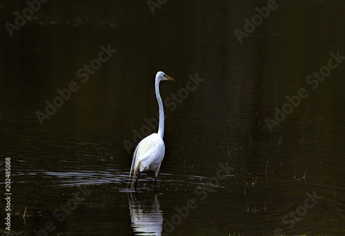 Long neck white great egret wading in wetland s waters