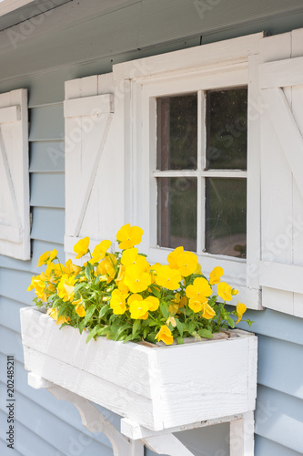 Yellow pansies growing in a white window box on a blue building with white shutters 