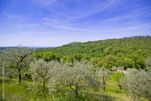 Fields near Garda Lake  Italy