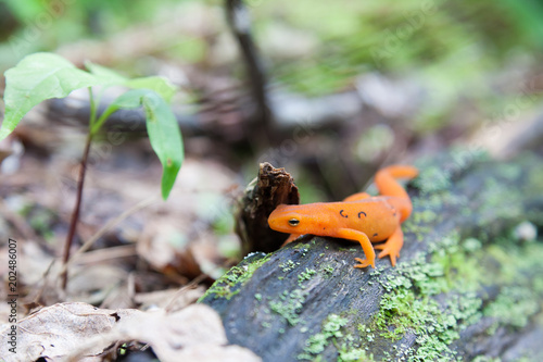 An orange salamander on a old, rotting log with lichens growing on it.