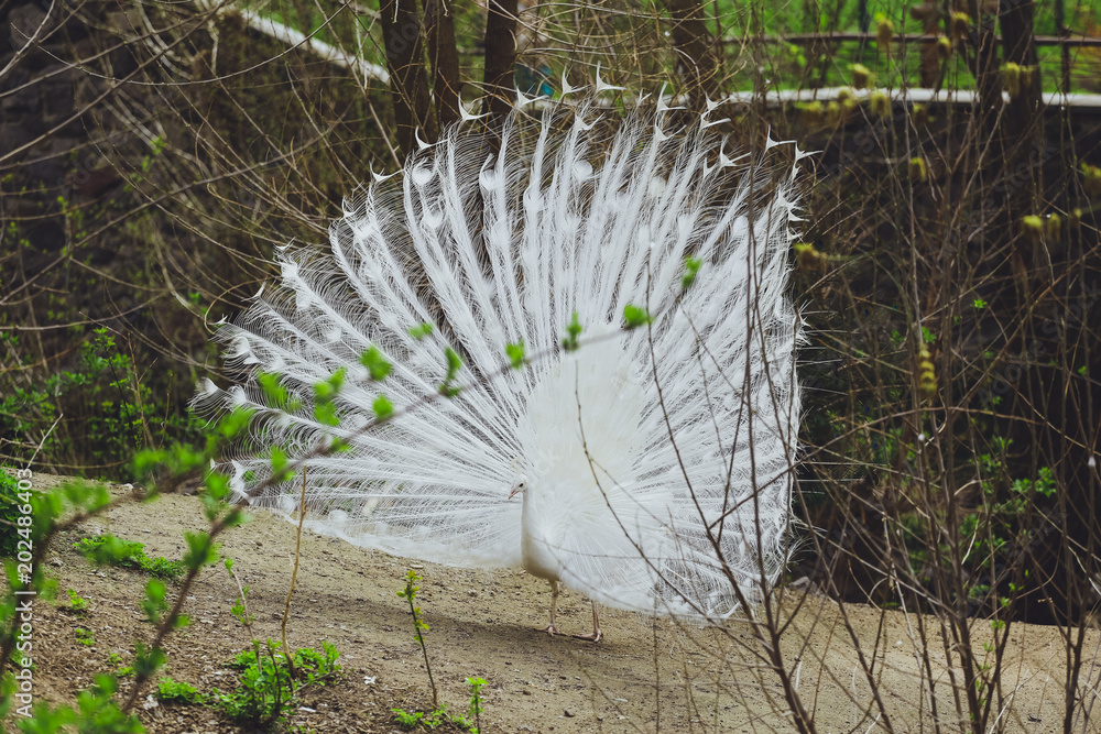 White peacock bird