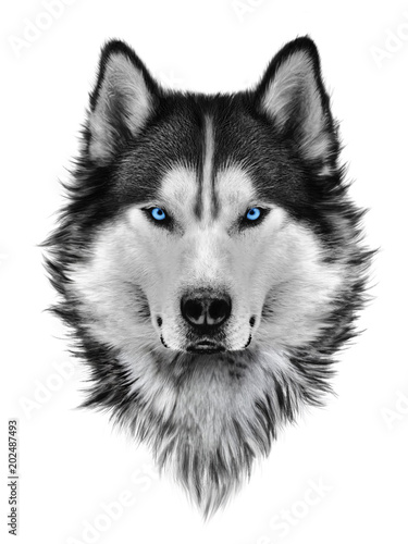 Illustration portrait of siberian husky, blue eyes, hair and mane, confident dog, militant look. Hand drawing. photo