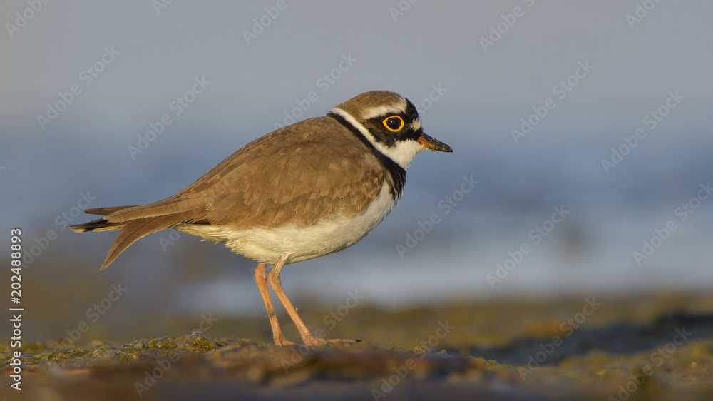 Little ringed plover (Charadrius dubius)