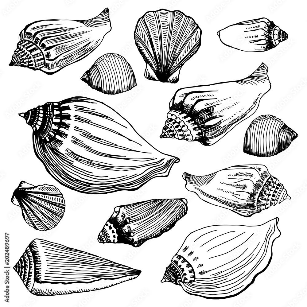 Set of different  sea shells. Hand drawn vector illustration.