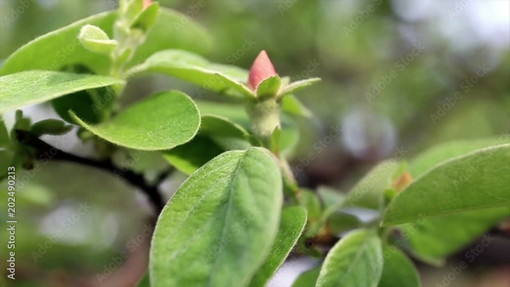 Bud of quince. Cydonia oblonga flowers. Spring tree fruit blossoming. Bud of quince. Cydonia oblonga flowers. Spring tree fruit blossoming.