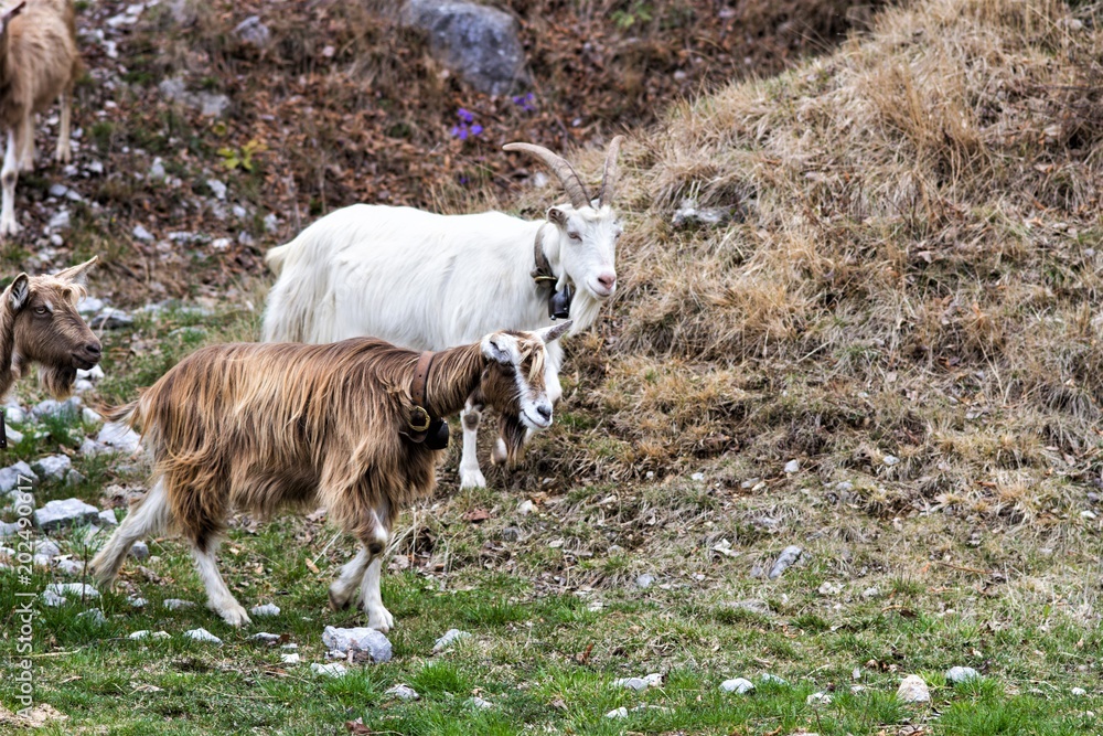Obraz premium capre al pascolo