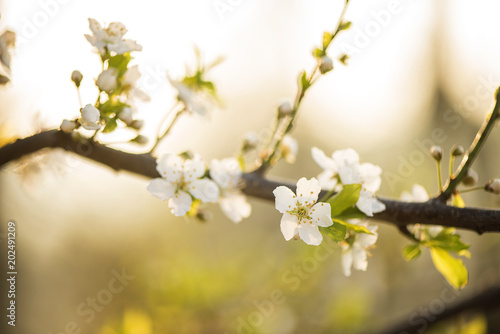 spring apple cherry blossom tree branches close up 