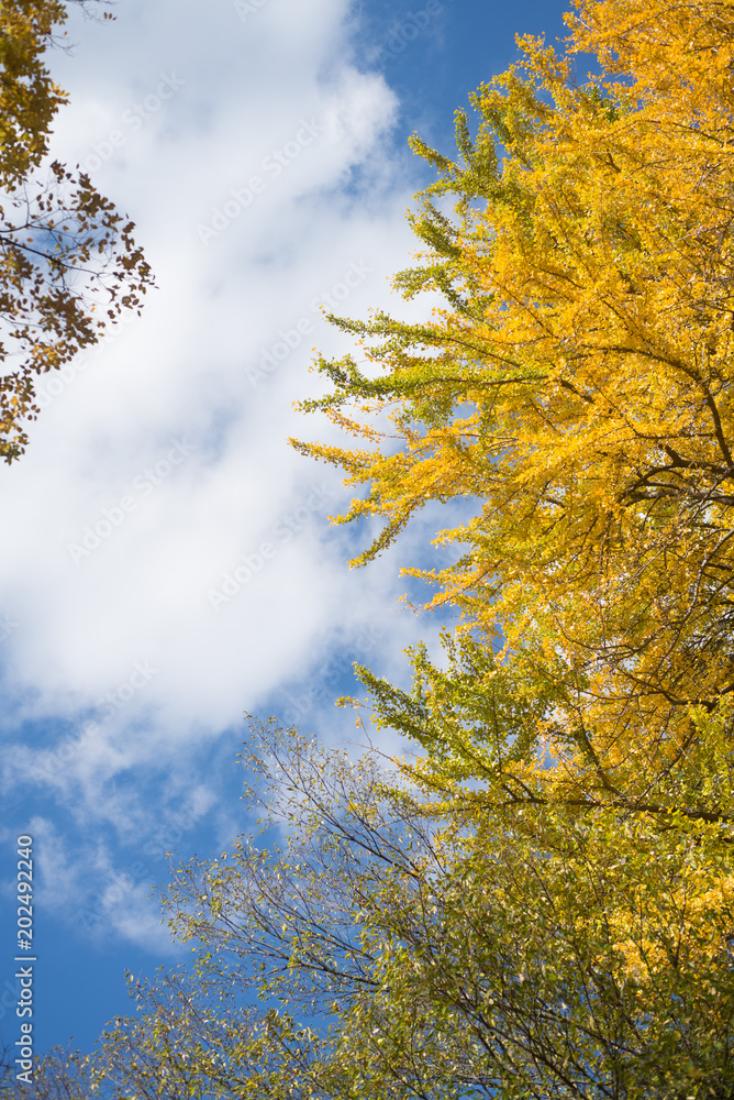 The Autumn park #5 Sky & yellow leaves