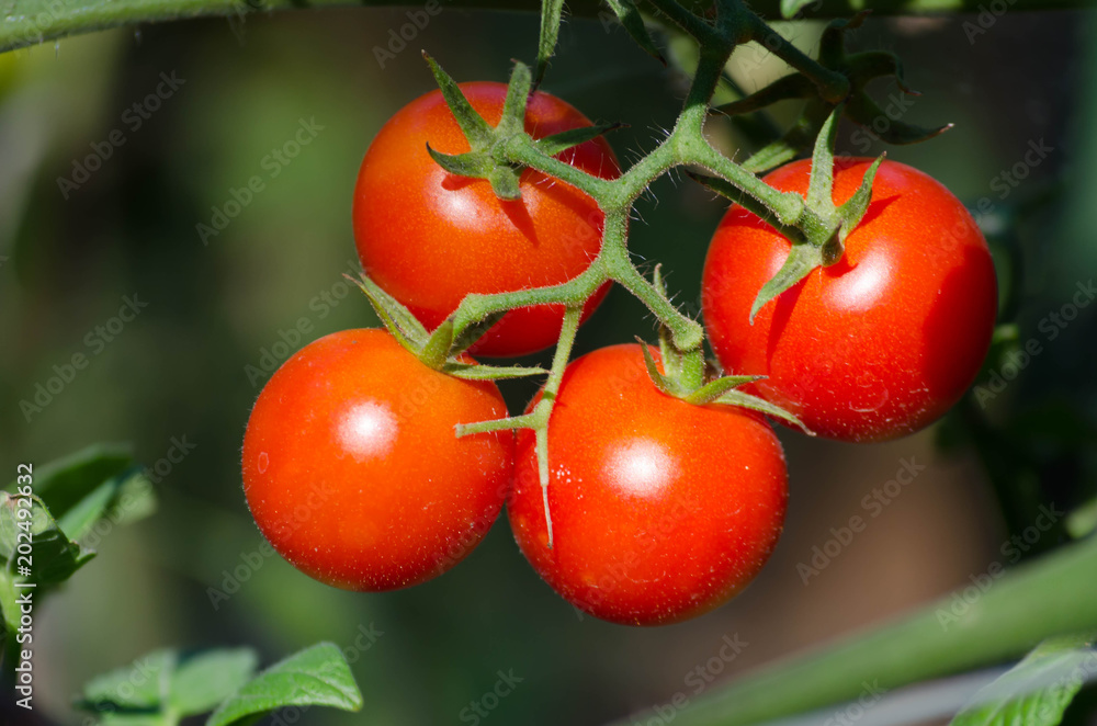 Ripe organic tomato  grown in the garden