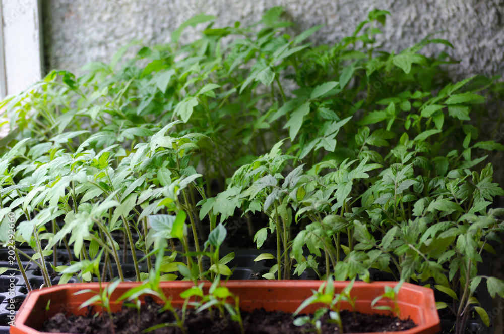 Tomato seedings in the spesial cells before planting in the ground Tomato seedings in the spesial cells before planting in the ground