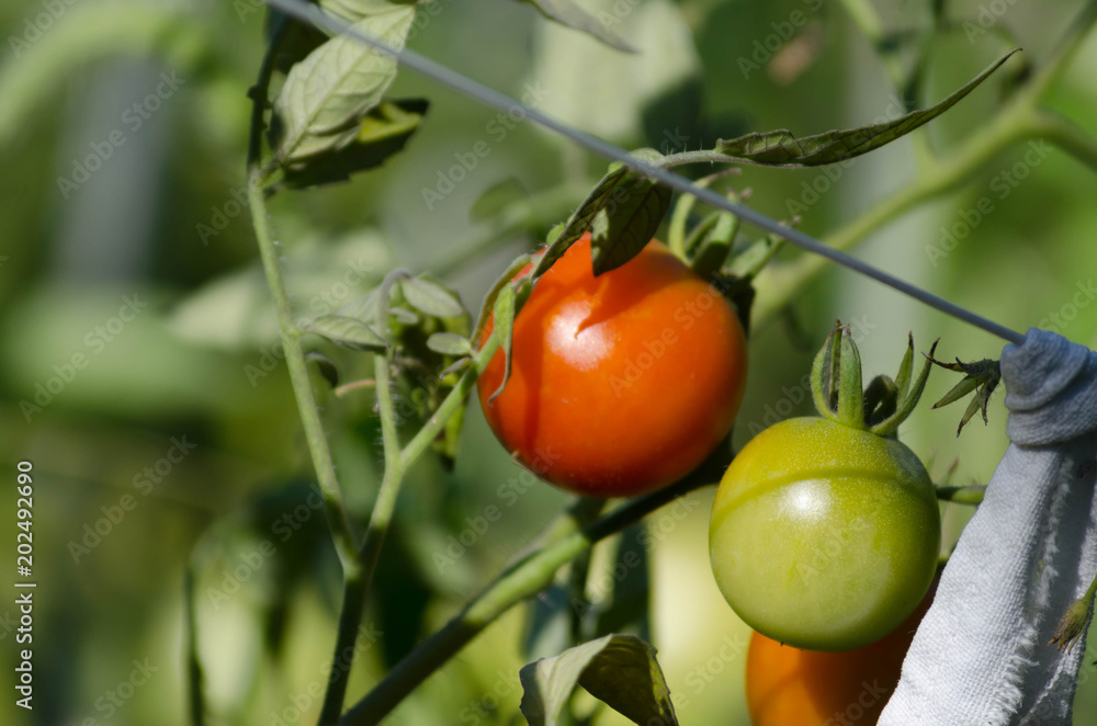 Ripe organic tomato grown in the garden Ripe organic tomato grown in the garden