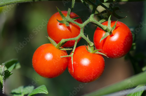 Ripe organic tomato grown in the garden