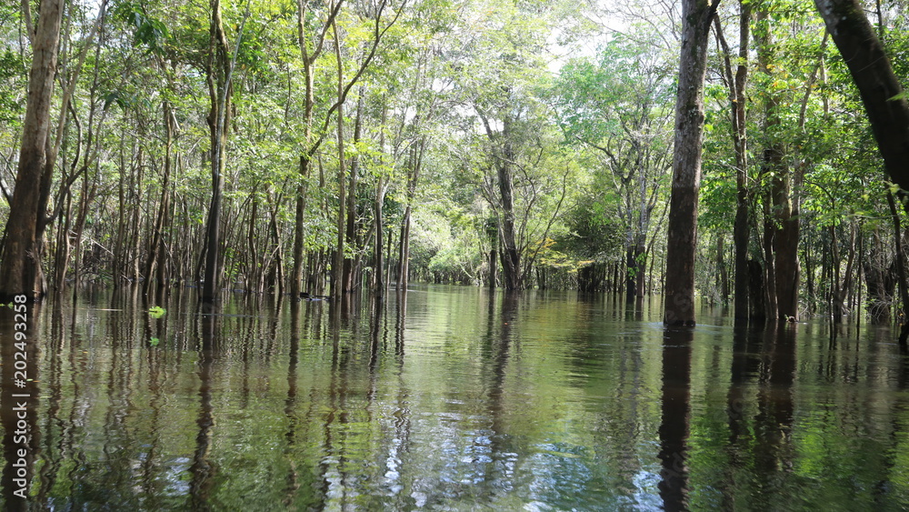 Brésil Amazonie Brésil Amazonie