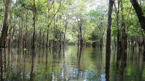 Br  sil Amazonie