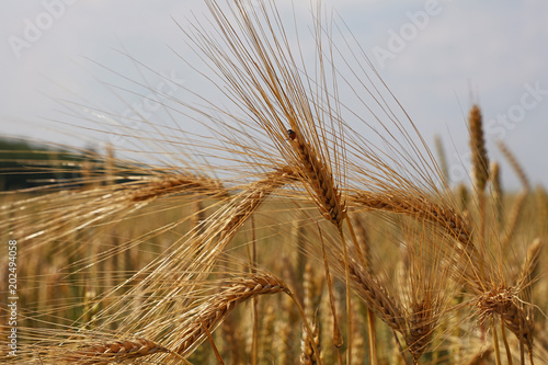 Close up field of wheat under clear blue sky