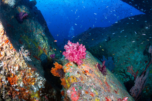 Fototapeta Naklejka Na Ścianę i Meble -  Tropical fish and colorful corals on a coral reef