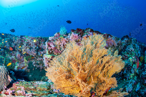 A healthy  thriving tropical coral reef