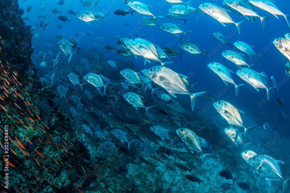 Fototapeta premium Huge school of hungry Trevally on a healthy tropical coral reef