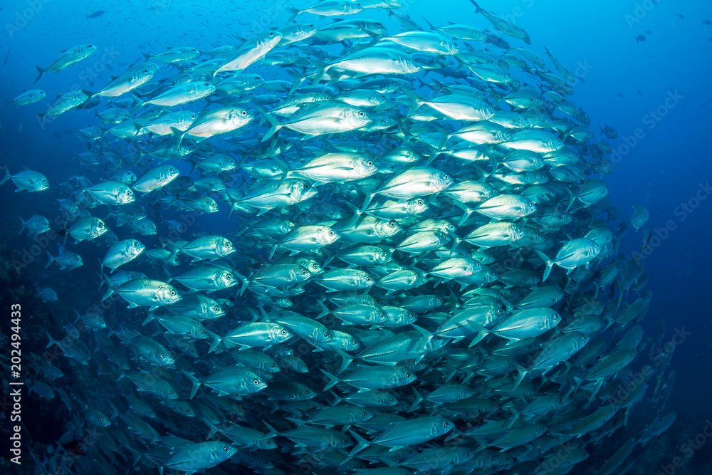 Huge school of hungry Trevally on a healthy tropical coral reef Huge school of hungry Trevally on a healthy tropical coral reef