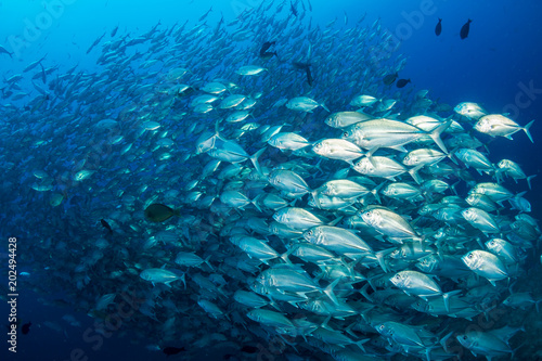 Huge school of hungry Trevally on a healthy tropical coral reef