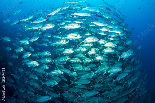 Huge school of hungry Trevally on a healthy tropical coral reef