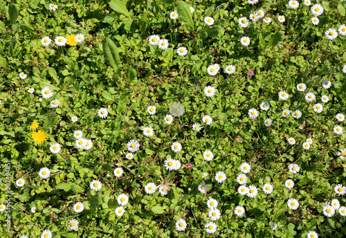 backgroun of daisies in spring
