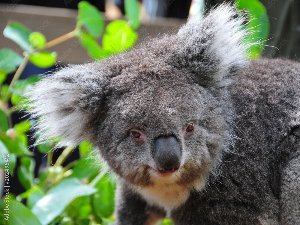Obraz premium Miś koala