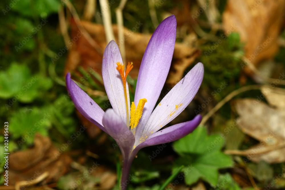 Fototapeta premium Saffron crocus