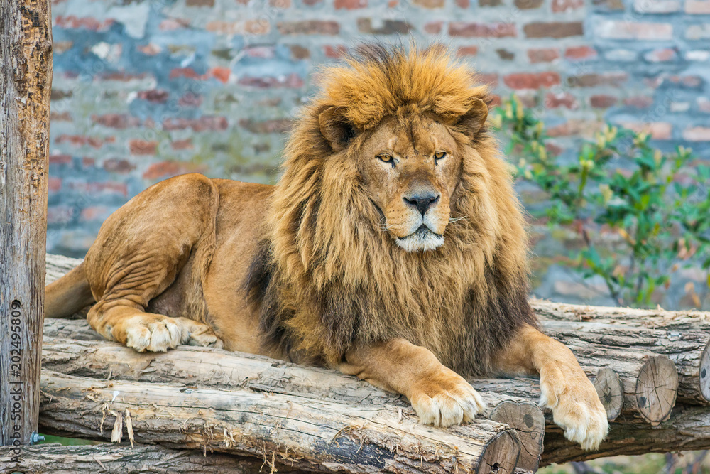 Naklejka premium A lion in captivity