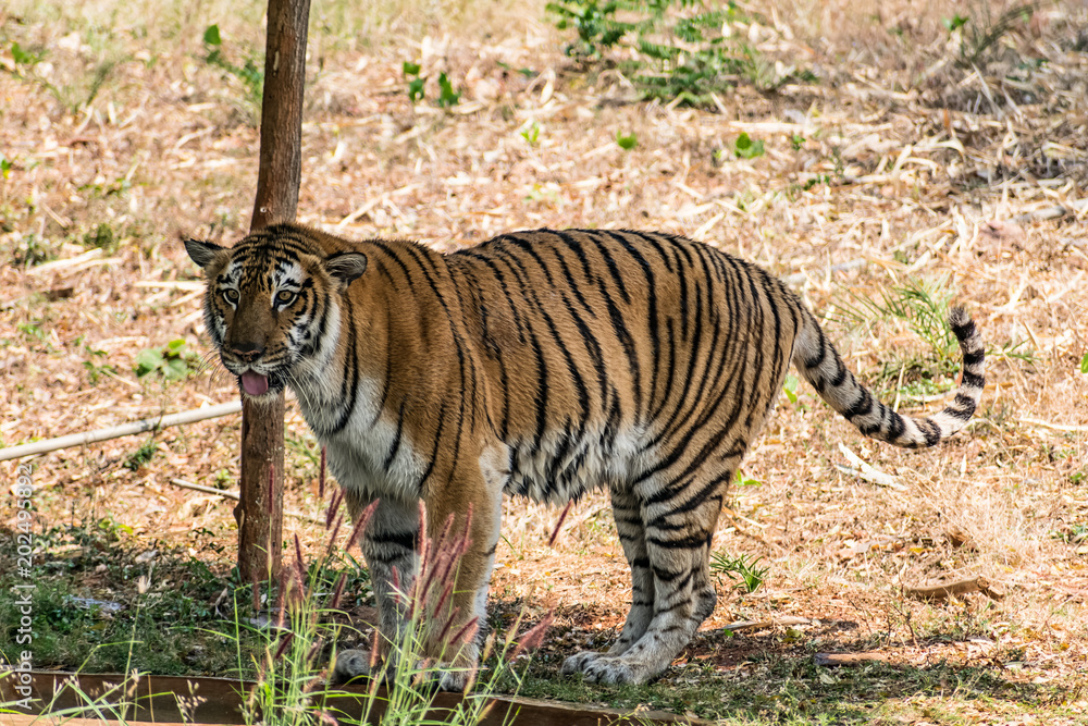 Obraz premium Bengal tiger close view at zoo at different position at national park.
