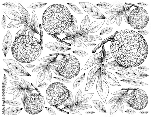 Hand Drawn of Breadfruit on White Background photo