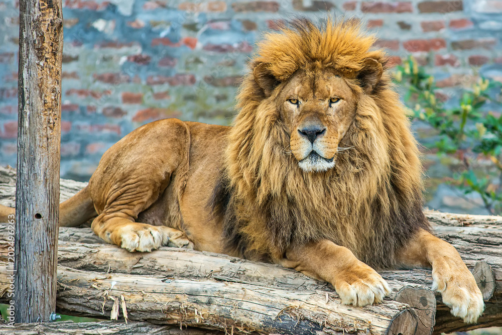 Naklejka premium A lion in captivity