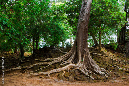 Nature Angkor Wat, Cambodia