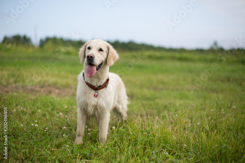 Portrait of A beautiful white wet golden retriever girl standing in the green field