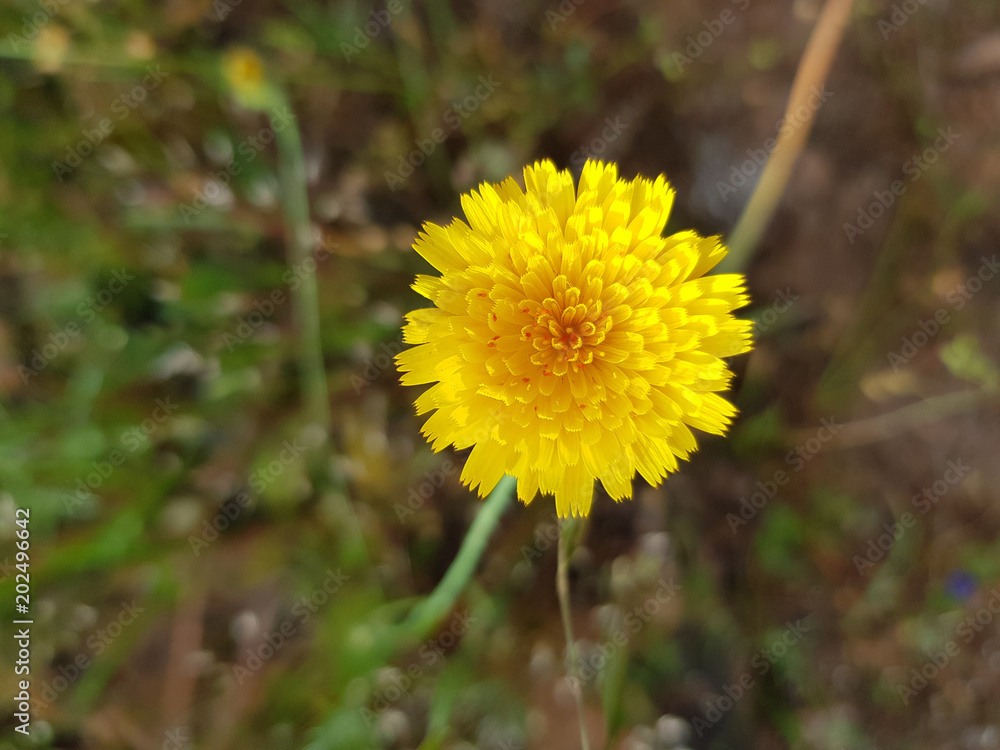 Fiore selvatico di Sardegna Fiore selvatico di Sardegna