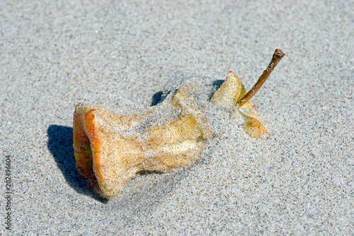 Apple hull partially covered with fine sand