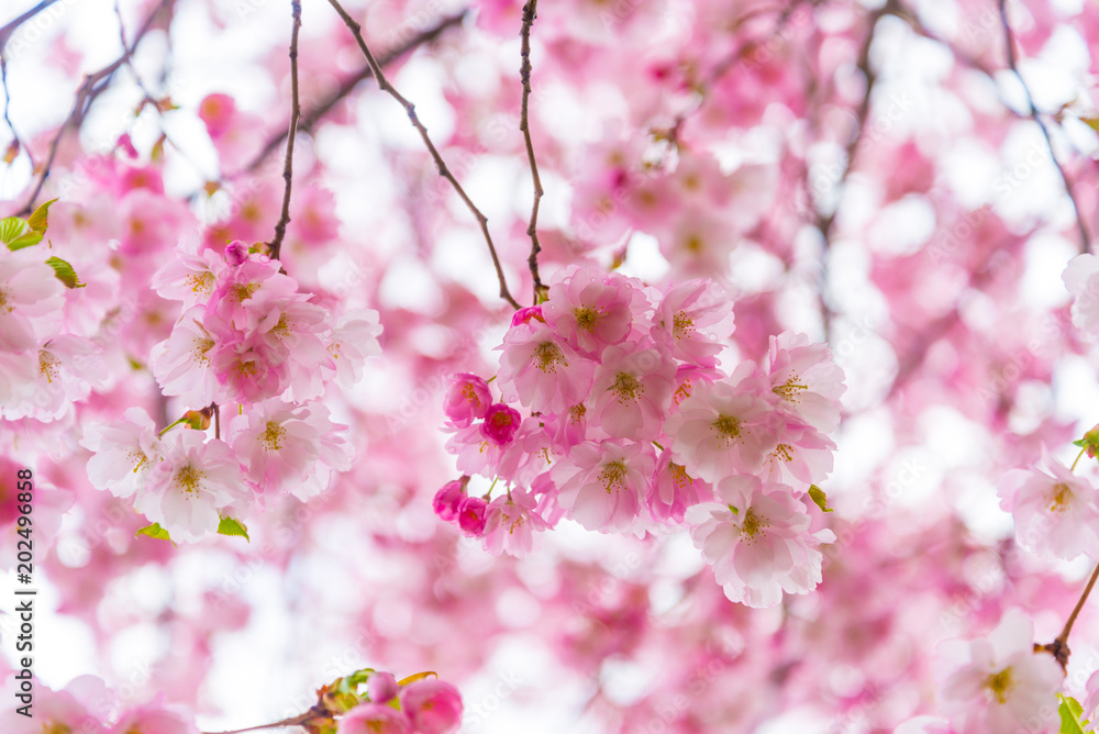 Sprink time, branch of sakura flowers Sprink time, branch of sakura flowers