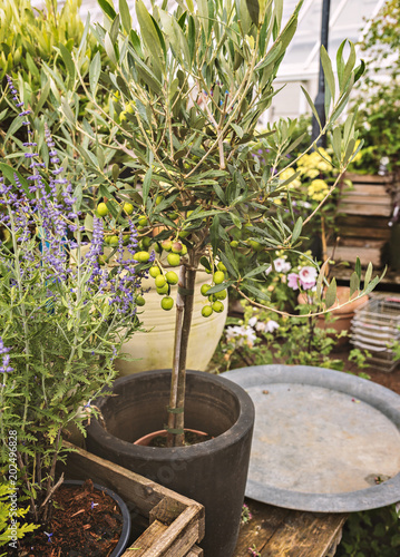 Small olive tree in pot