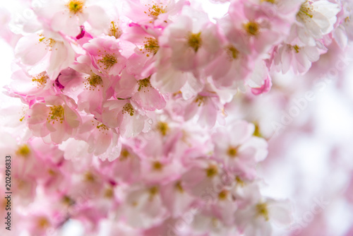 Sprink time, branch of sakura flowers