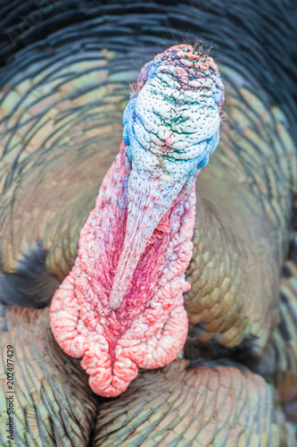 colourful wrinkled turkey head closeup