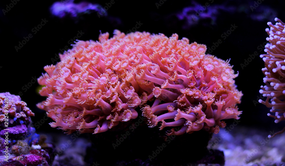 Fototapeta premium Pink Goniopora LPS coral in saltwater aquarium