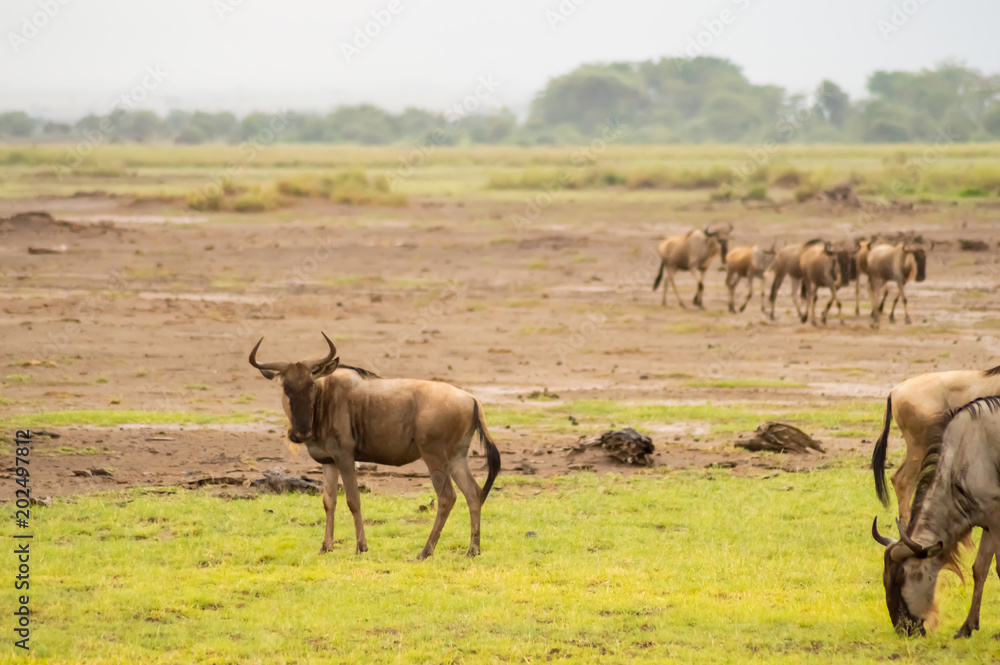 Wildebeest herds grazing in the savannah Wildebeest herds grazing in the savannah