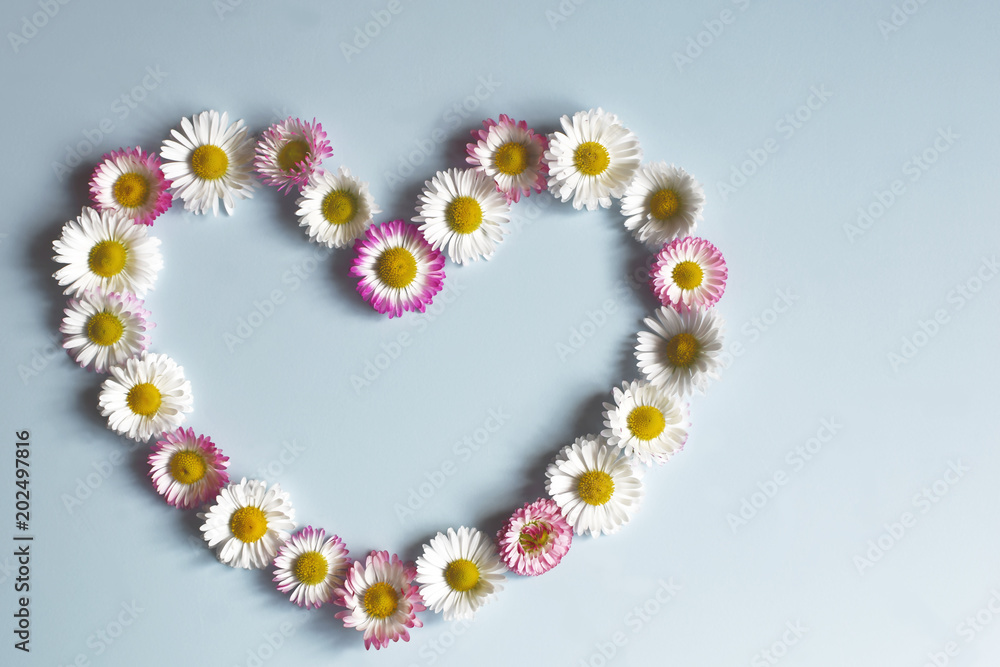 Flowers daisies with white and pink petals and yellow pollen in shape of heart on blue background top view with copy space. Mothers day, wedding, Valentines, fathers, family day, love concept.