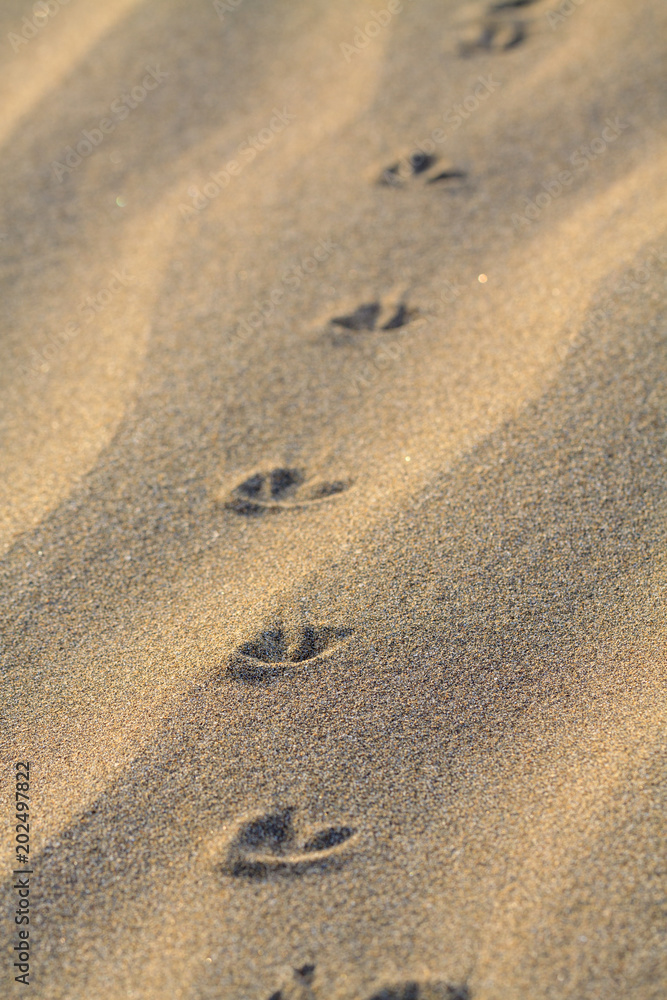 Animals footprints on rippled sand in desert. Animals footprints on rippled sand in desert.