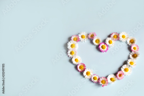 Flowers daisies with white and pink petals and yellow pollen in shape of heart on blue background top view with copy space. Mothers day, wedding, Valentines, fathers, family day, love concept.