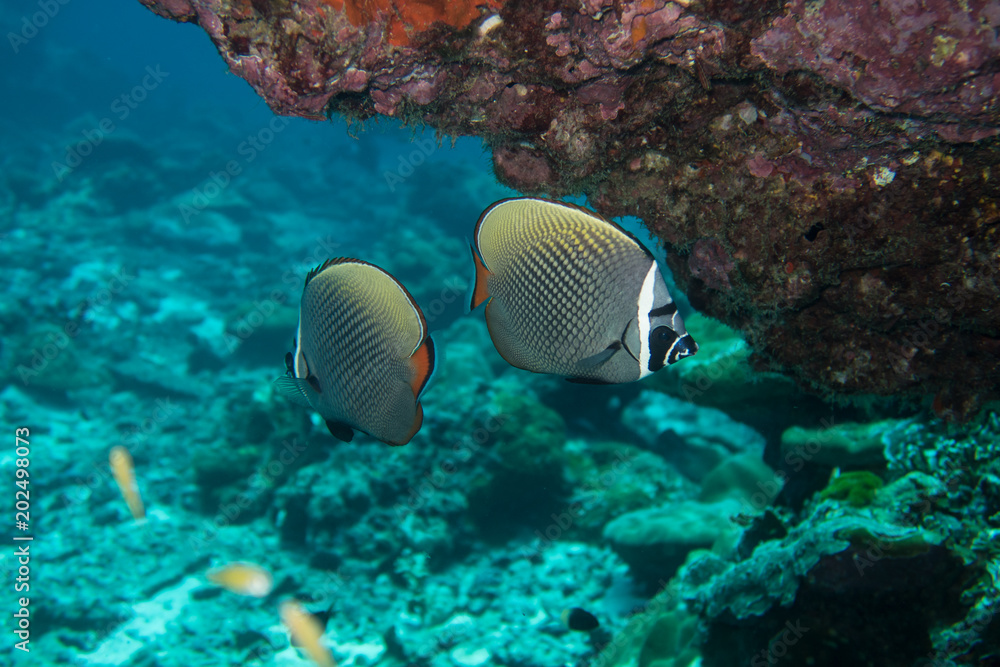 Murais de parede Redtail butterfly fishes at Richelieu rock in the  Mu Koh Surin marine park, Tha