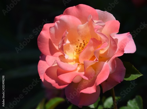 Yellow-pink rose on natural background.Turkey